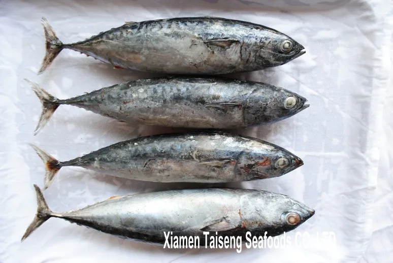 China Frozen Whole Tuna Bonito Fish 300-500g