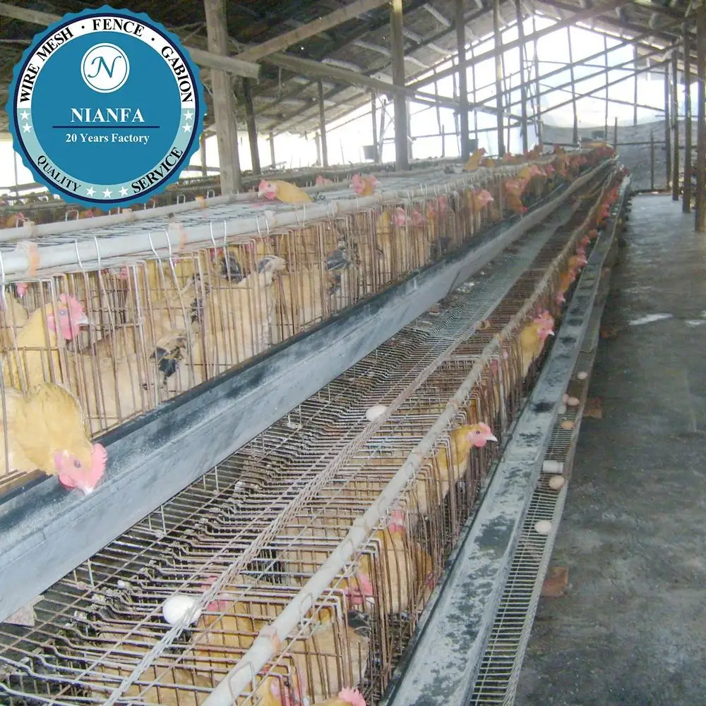 Malawi Chicken Cages For Sale Layer Quail Cages For Sale Chicken Breeding Cageguangzhou Factory Buy Design Layer Chicken Cageschicken Egg Layer