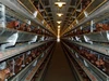 Professional Automatic Modern Prefab Chicken Egg Poultry Farm Design