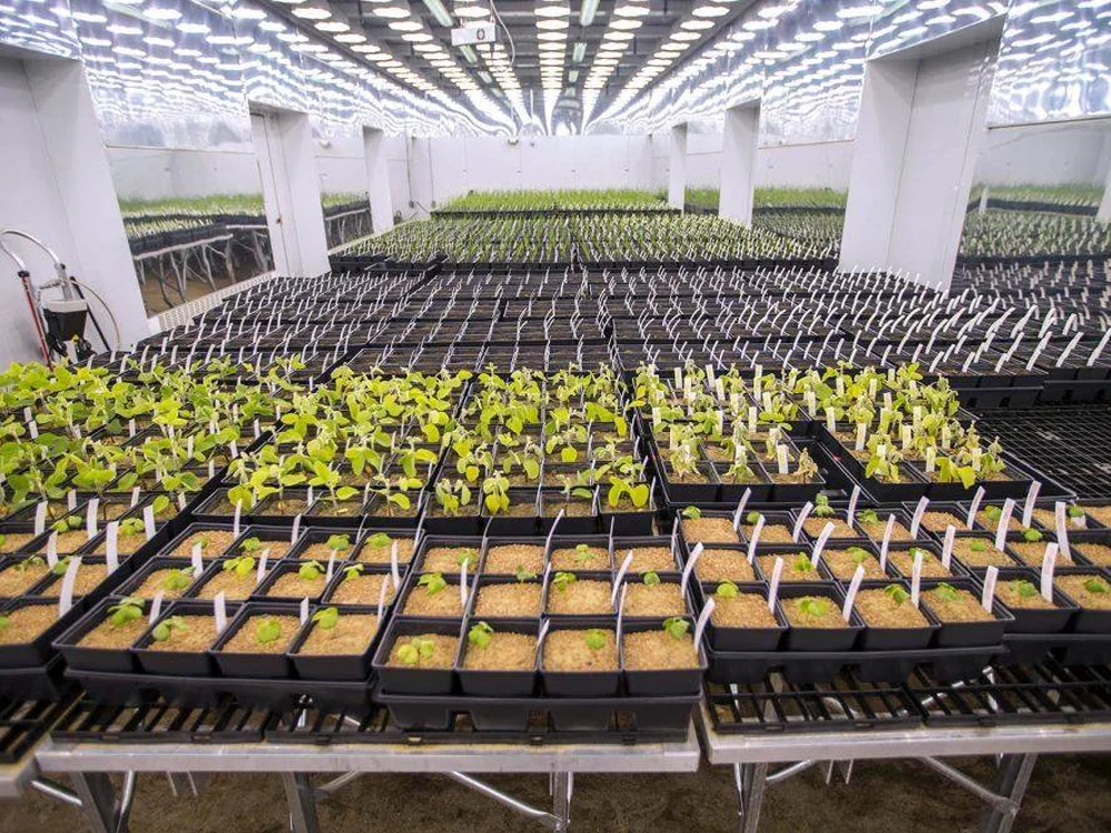 Agriculture Commercial Hydroponics Movable 4x8 FT Hydroponic Adjustable Rolling Grow Bench Tray Table for Greenhouse