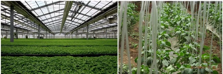 Liquid Fertilizer.jpg