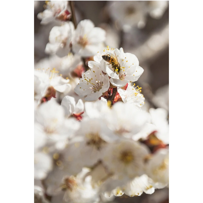 

Diy Diamond Painting Full Drill Wholesale Pear Blossom and Bee Custom AB Drill on Canvas Diamond Art Painting Gifts