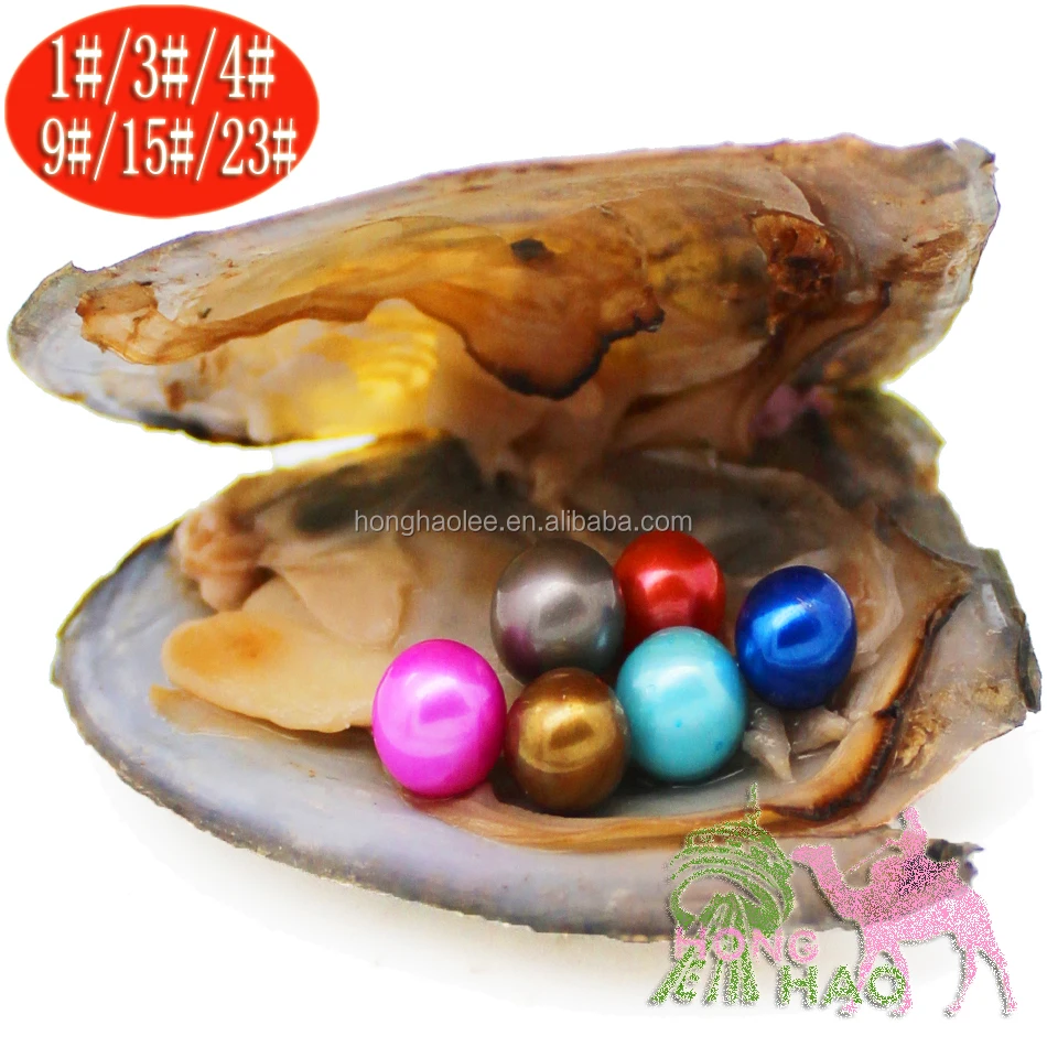 

Wholesale Zhuji Pearl Market Gift 6-7mm Natural Freshwater Round Pearl Pearl Oyster Shell Vacuum Packing