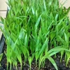 All kinds Palm seedlings