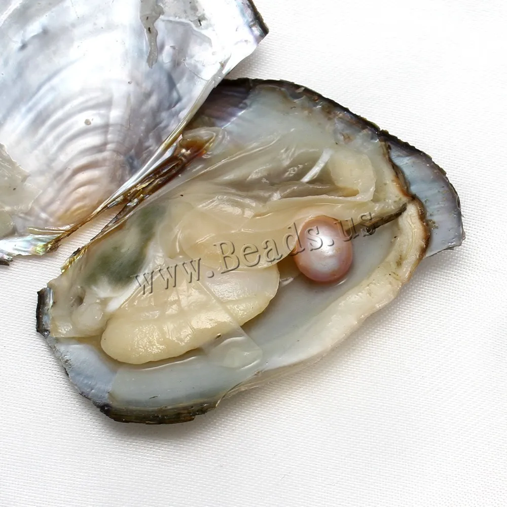 

raw pearls oyster with one pearl 8-9MM