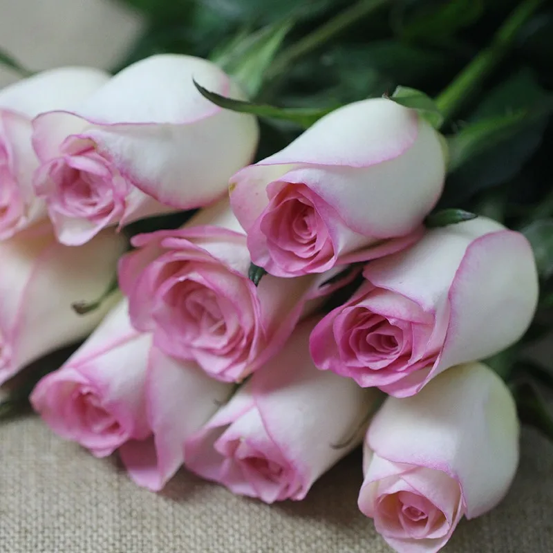 热卖新鲜切割玫瑰花朵白色与粉红色边缘 - buy big rose flower,fresh