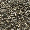 /product-detail/sunflower-seeds-363-new-crop-2017-60706491063.html