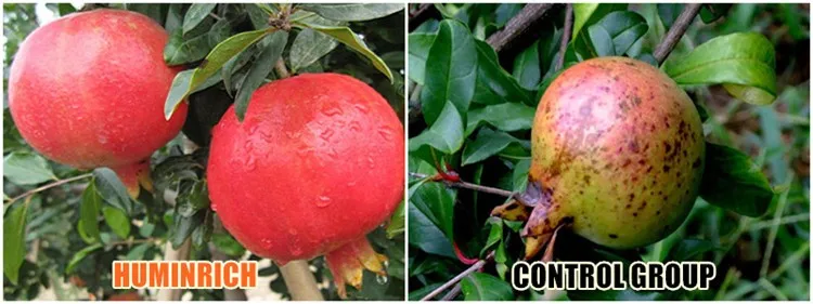 Humic Acid Fertilizer Thailand.jpg