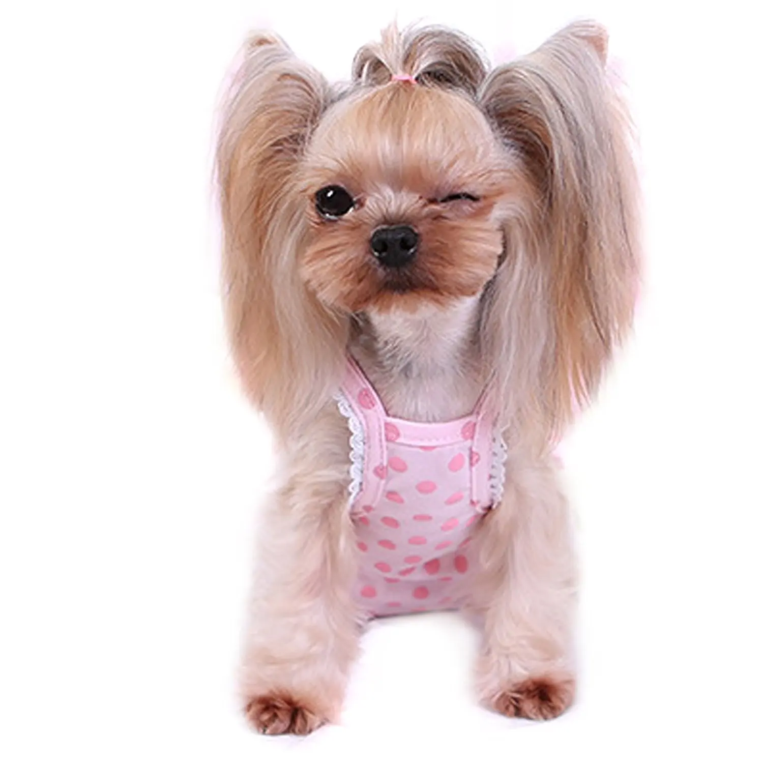 Стрижка ершский терьер девочка. Йоркширский терьер беби фейс. Грумминг йорка. Стрижки собак йорков девочек. Стрижки собак йорков девочек.