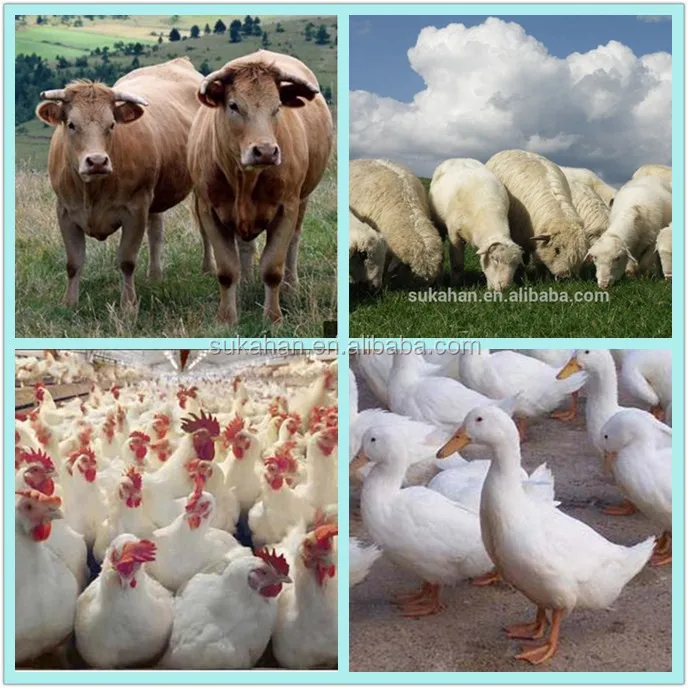 Poultry and Pig Drink Probiotic Liquid Adjust Intestines Feed Additives.jpg