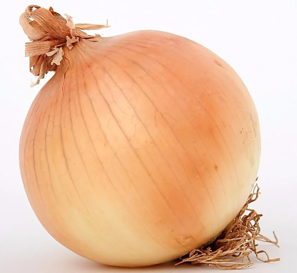 Yellow Onion Seeds Four Season Vegetable Seeds Sxo No.5 Buy Vegetable
