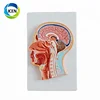 IN-305 half head model with nerves and vesel 4D head median section model for learning