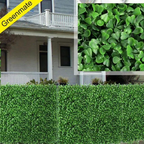 boxwood