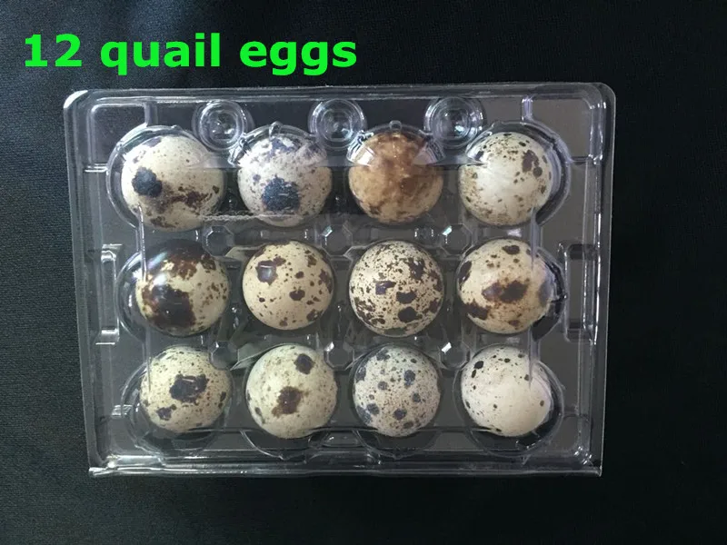 
PVC plastic quail egg packing tray /plastic box packaging for 12/24/30 quail eggs 