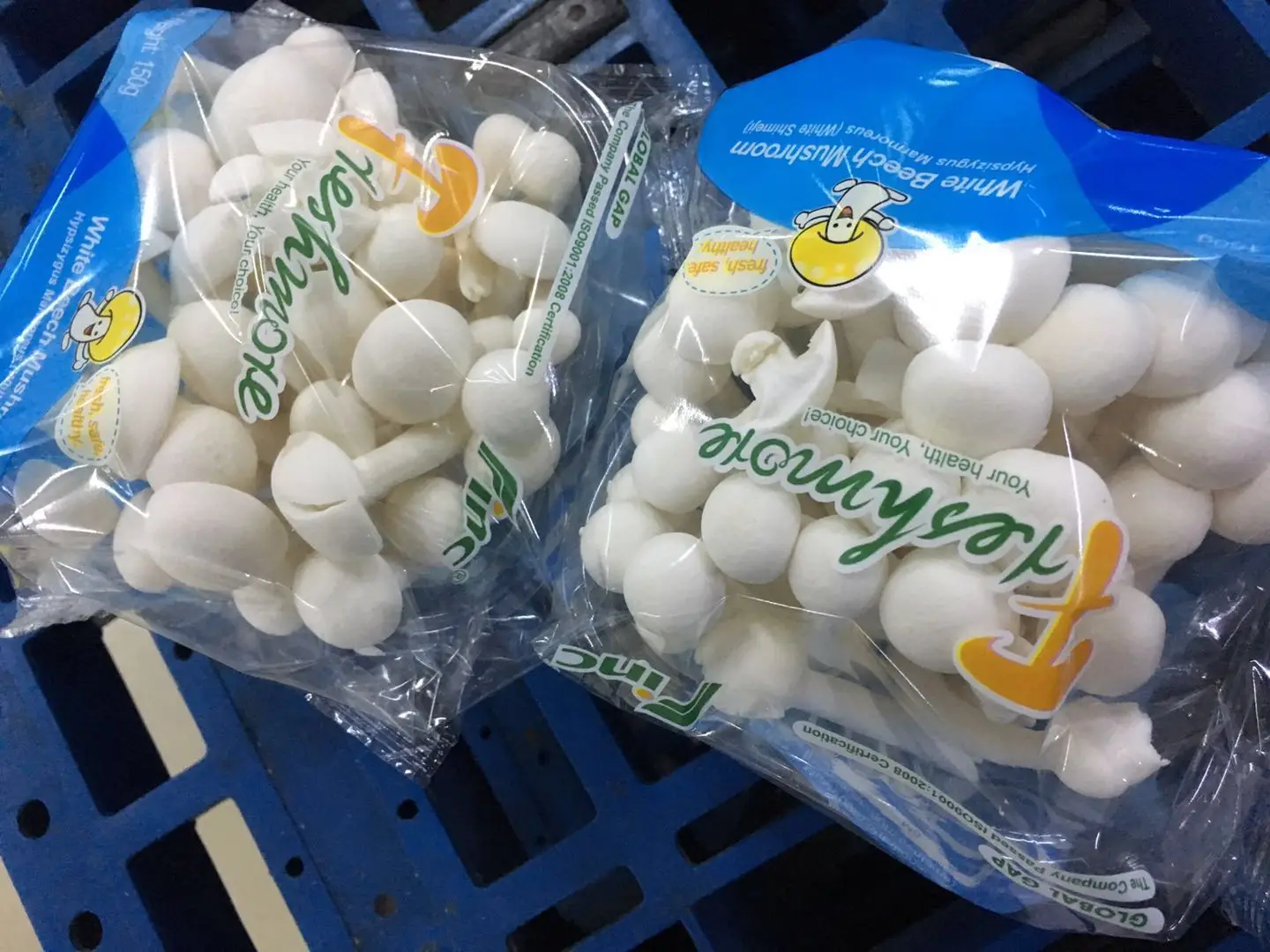 
fresh bottle planting shimeji beech mushroom 