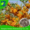 High quality Fructus Hippophae seed for growing