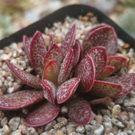 
Wholesale Adromischus Marianiae Succulent Bonsai 