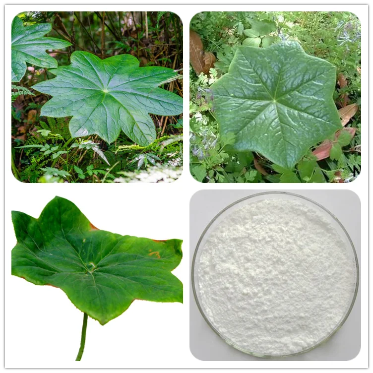 Sinopodophyllum Hexandrum Podophyllum Resin Extract Podophyllotoxin ...