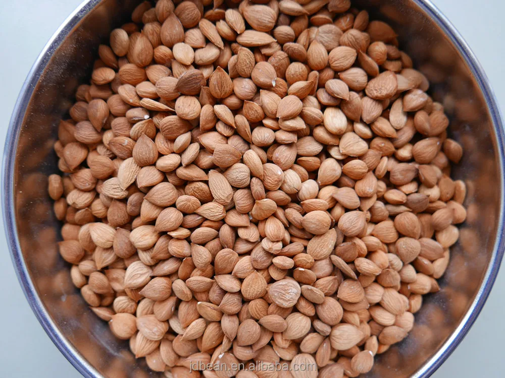 wholesale Chinese Apricot Kernels almonds for sale