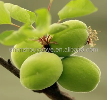 
Chengde Best price Good Tast Apricot kernel Bitter and Sweet Apricot kernels Nuts 