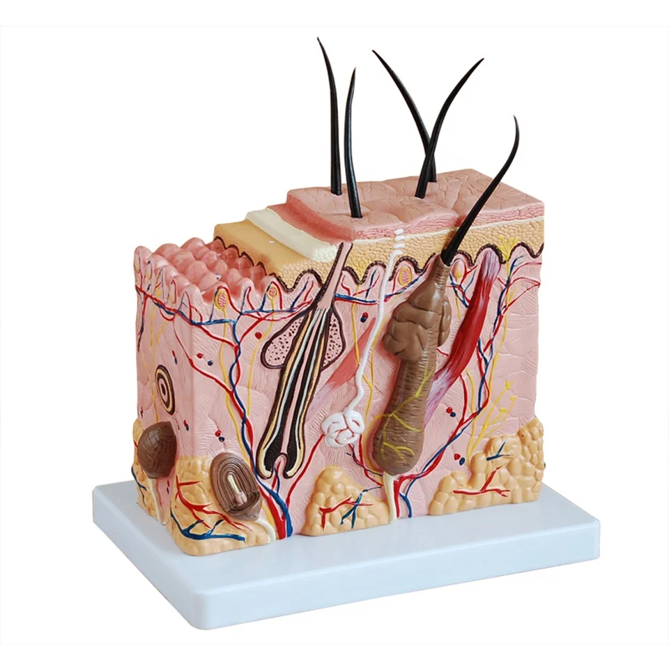 Biology Human Anatomical Skin Block Models 70x Skin Anatomy Model With ...