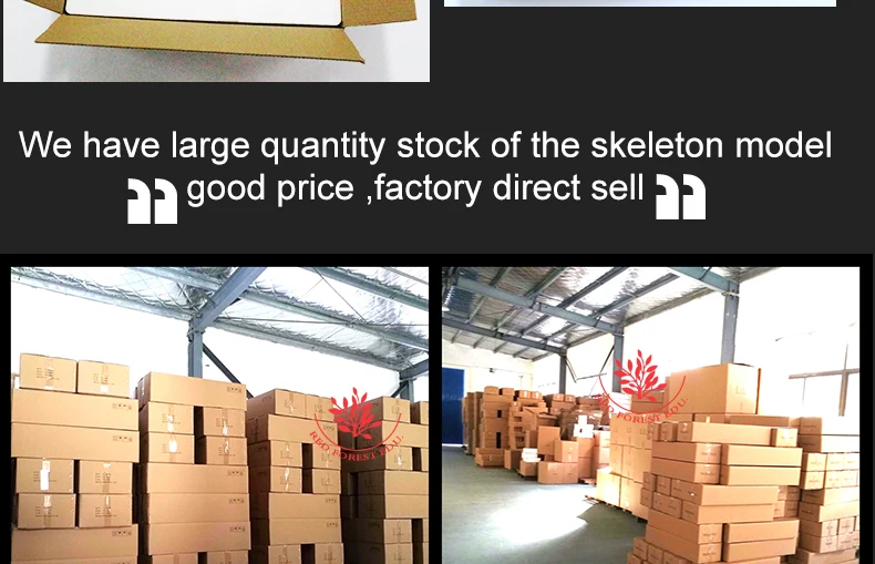 14 artificial skeleton.jpg