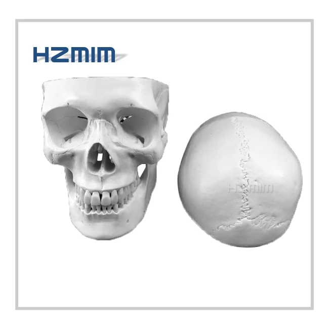 humanl skull model.jpg