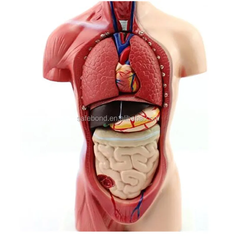 Модель органов человека. Макет человека с органами. Модель человека с внутренними органами. Торс внутренние органы. Одежда с органами.
