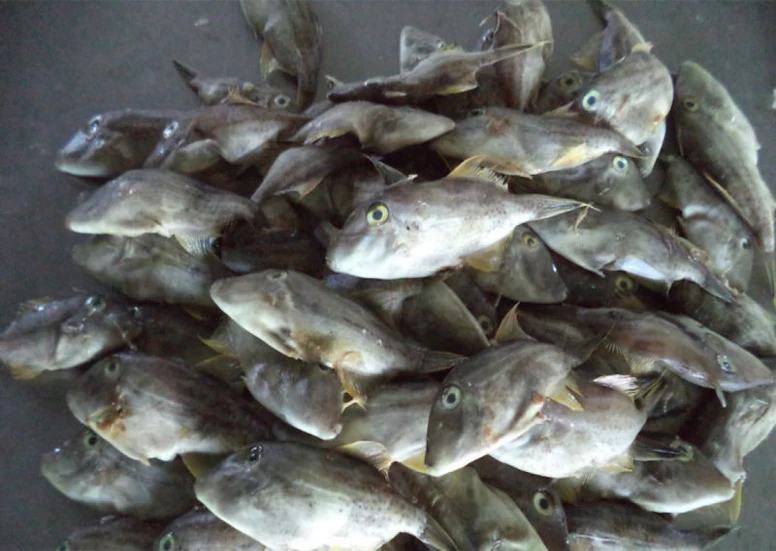 High Quality Wholesale Leatherjacket Fish Buy Leather Jacket Fish Leather Jacket Fish Frozen Frozen Leather Jacket Fish Product On Alibaba Com