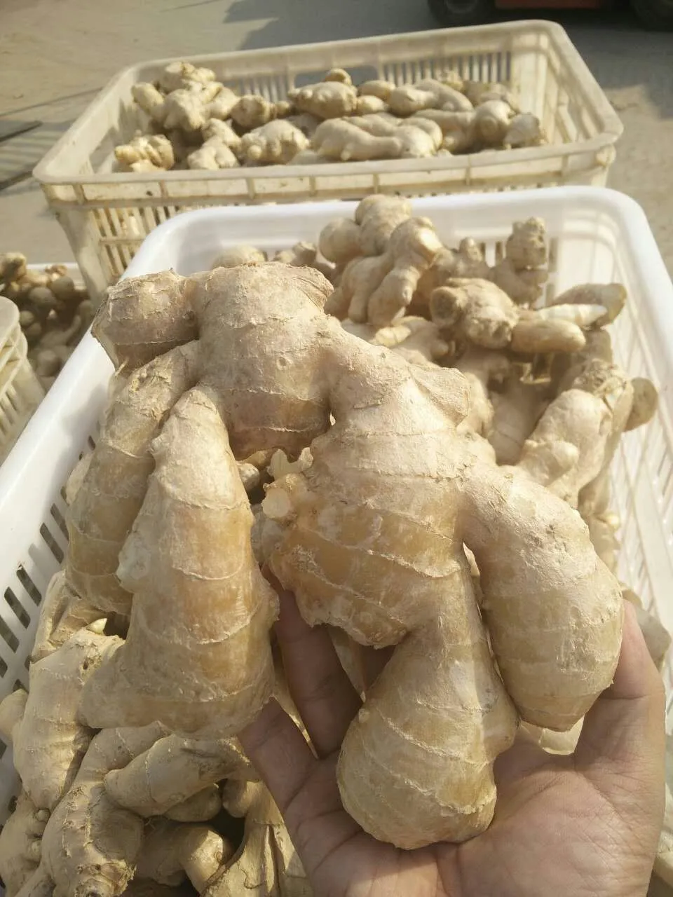 山东批发鲜姜有机市场价格 - buy 生姜在 pvc 纸箱,干姜厂,亚洲干姜