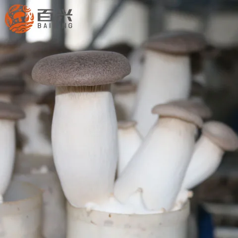 
climate control machine to cultivate king oyster mushroom seeds in mushroom growing room for sale 