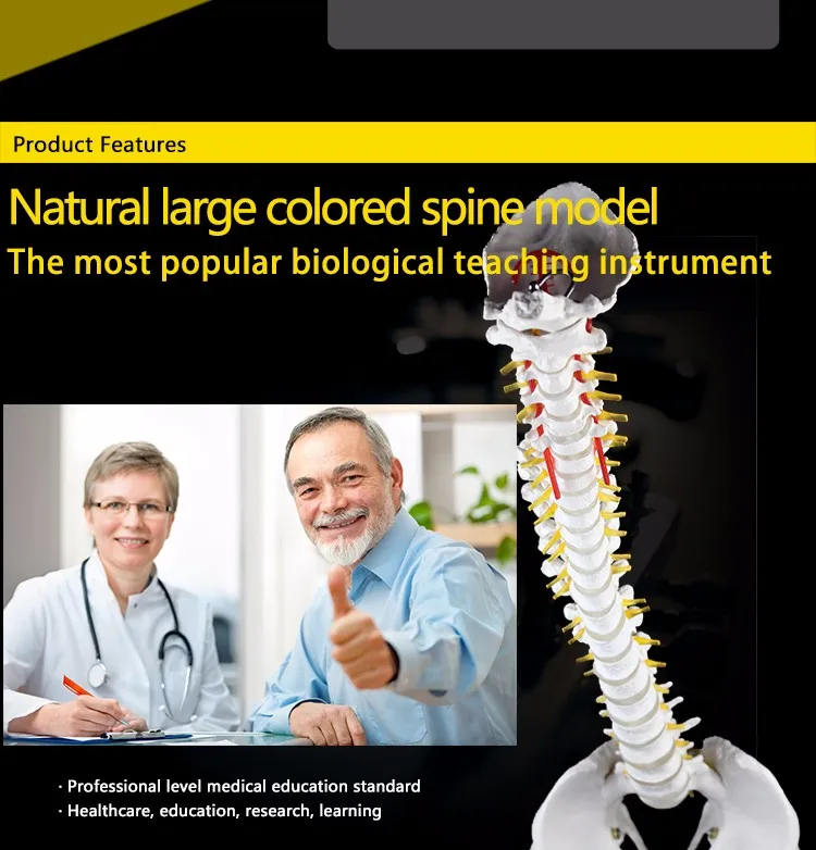 Nutural large factory direct sale artifical medical antomical human spine model.jpg