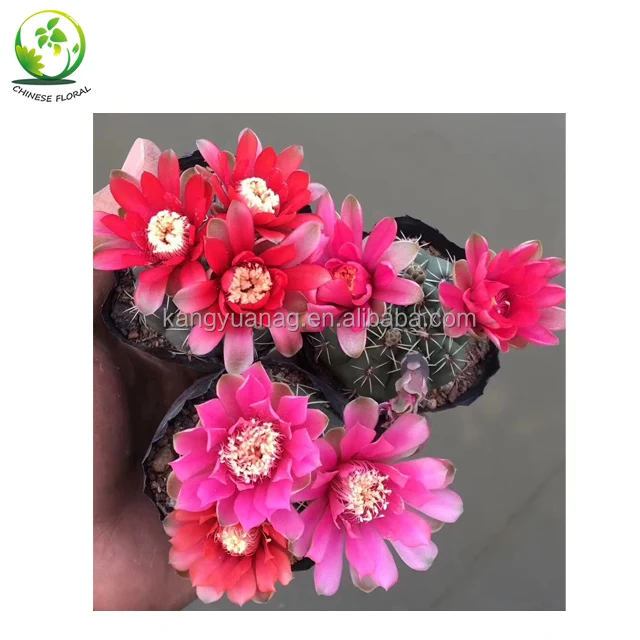 
Cactus Gymnocalycium baldianum with Red Pink White Purple Flowers 