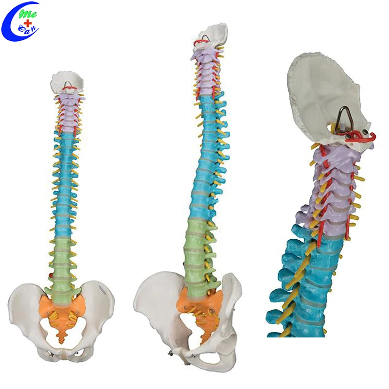 Spine model diy