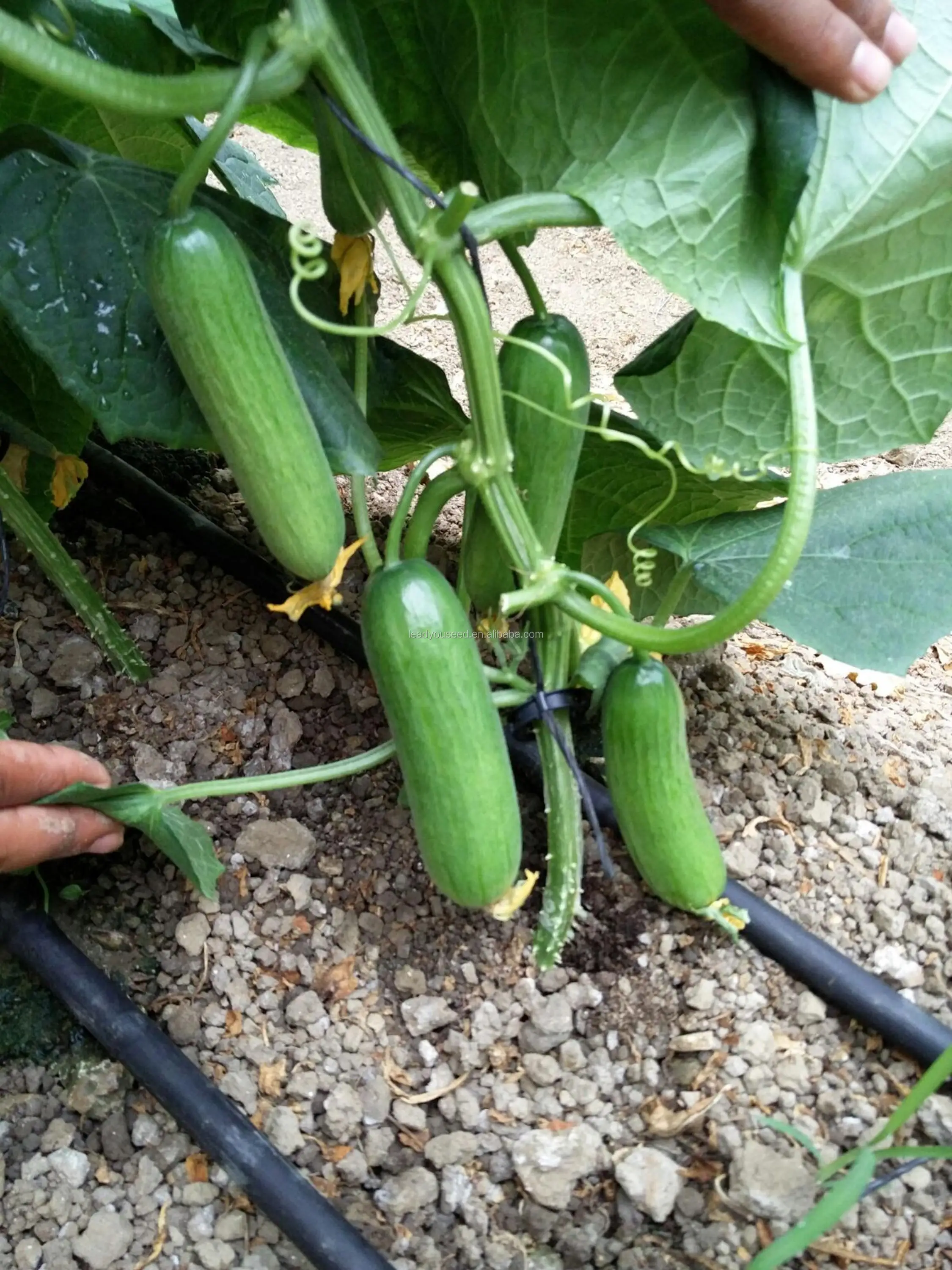 Cu16 Chant F1 Hybrid Smooth Parthenocarpy Cucumber Seeds For Greenhouse