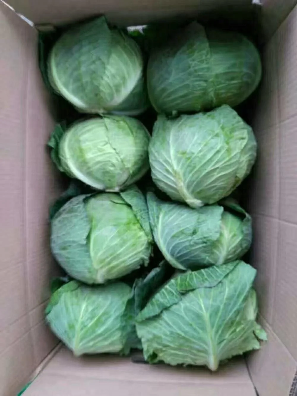 cabbage3