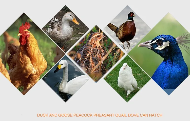 100 七面鳥卵インキュベーター価格バングラデシュ高孵化率鶏アヒルガチョウのための鳥 Buy 100 卵インキュベーター トルコ卵 インキュベーター価格 卵インキュベーター価格バングラデシュ Product On Alibaba Com