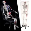 Life Size 70.8" Human Skeleton Model Medical Anatomical with Rolling Stand, Removable and Movable Parts