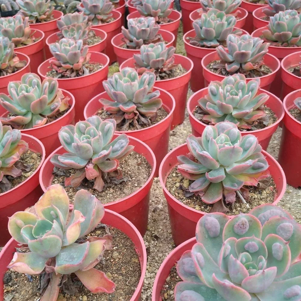 
mini succulent Echeveria Rain Drops indoor plant 