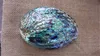Australia raw abalone shell, nature polished sea shell