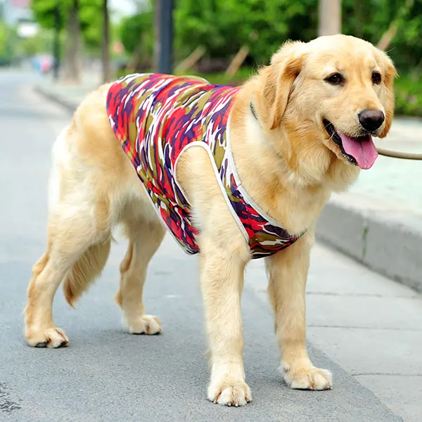 big dog.jpg