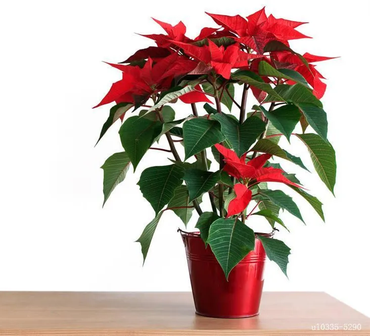
bulk Ornamental Flower Plant Poinsettia Seeds Nursery Euphorbia pulcherrima Bonsai 