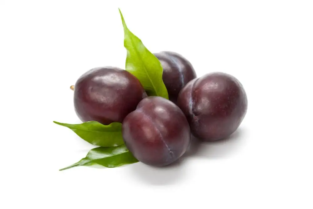 
china new crop president plum 