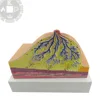 artificial breast breast forms for teaching model