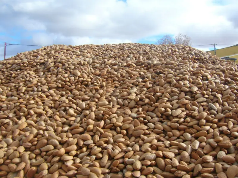 Almonds Buy Almonds For Sale,Raw Almonds,Almond Nuts Product on