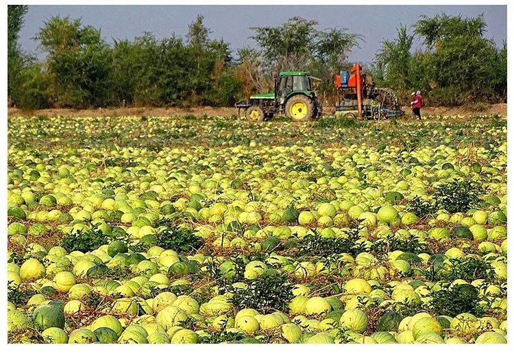 清新风格的黑西瓜子