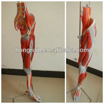 Musculos de piernas humanas