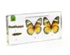 Butterfly Life Cycle Wholesale 3D Specimen For Science Learning&Education for Resin Art Gift