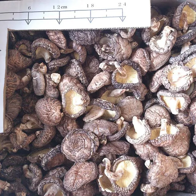 M-size Donko-Shiitake (7)