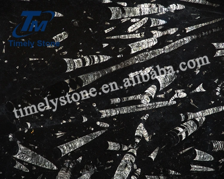 Morocco-black-fossil (2).jpg